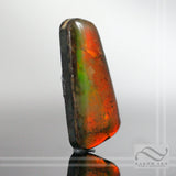 Ammolite 15.3 carats - Smooth Red Cabochon